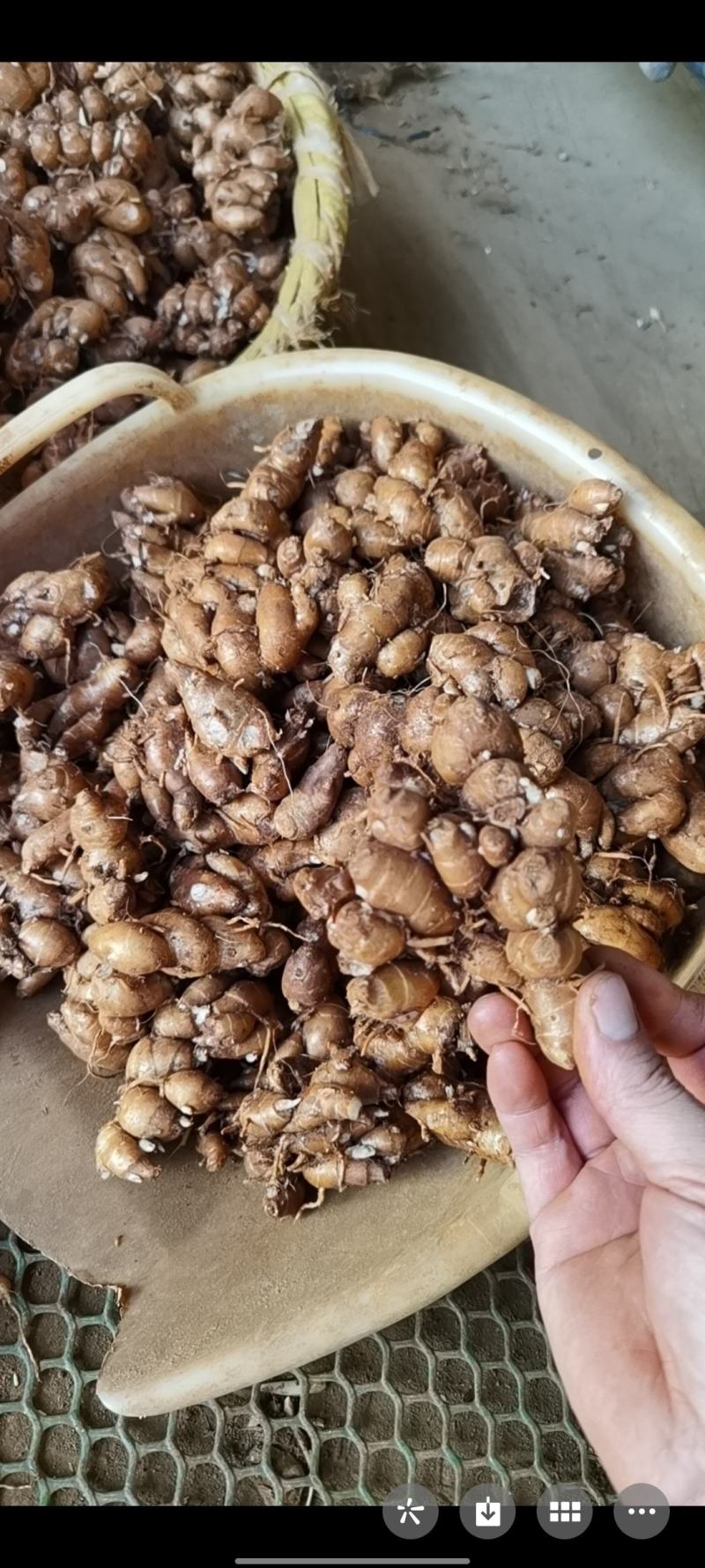 红泥沙姜海南沙姜产地直供全国发货精选红泥排姜统货电商货