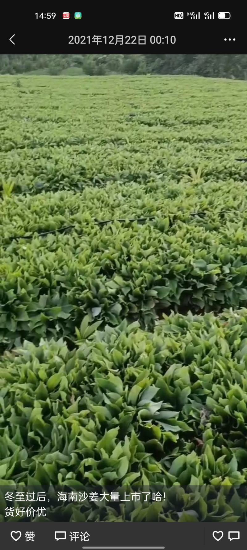 红泥沙姜海南沙姜产地直供全国发货精选红泥排姜统货电商货