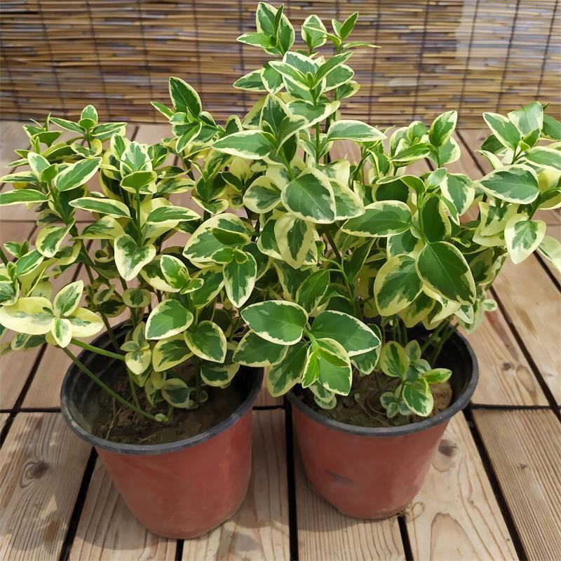 常春藤-花叶常春藤垂吊悬挂观叶植物四季常青耐寒植物