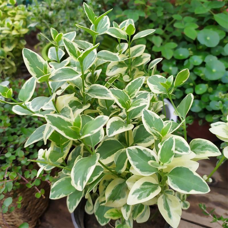 常春藤-花叶常春藤垂吊悬挂观叶植物四季常青耐寒植物