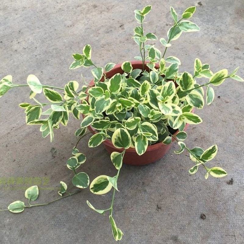 常春藤-花叶常春藤垂吊悬挂观叶植物四季常青耐寒植物