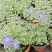 常春藤-花叶常春藤垂吊悬挂观叶植物四季常青耐寒植物