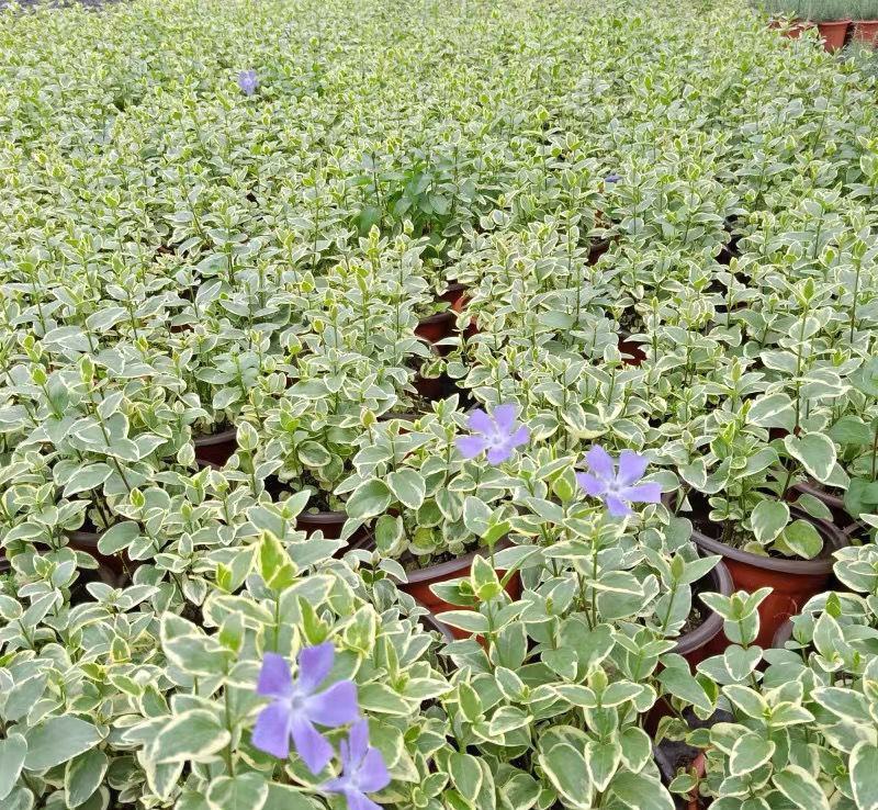 常春藤-花叶常春藤垂吊悬挂观叶植物四季常青耐寒植物