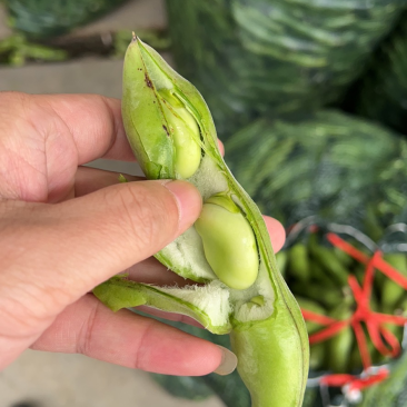 台州蚕豆