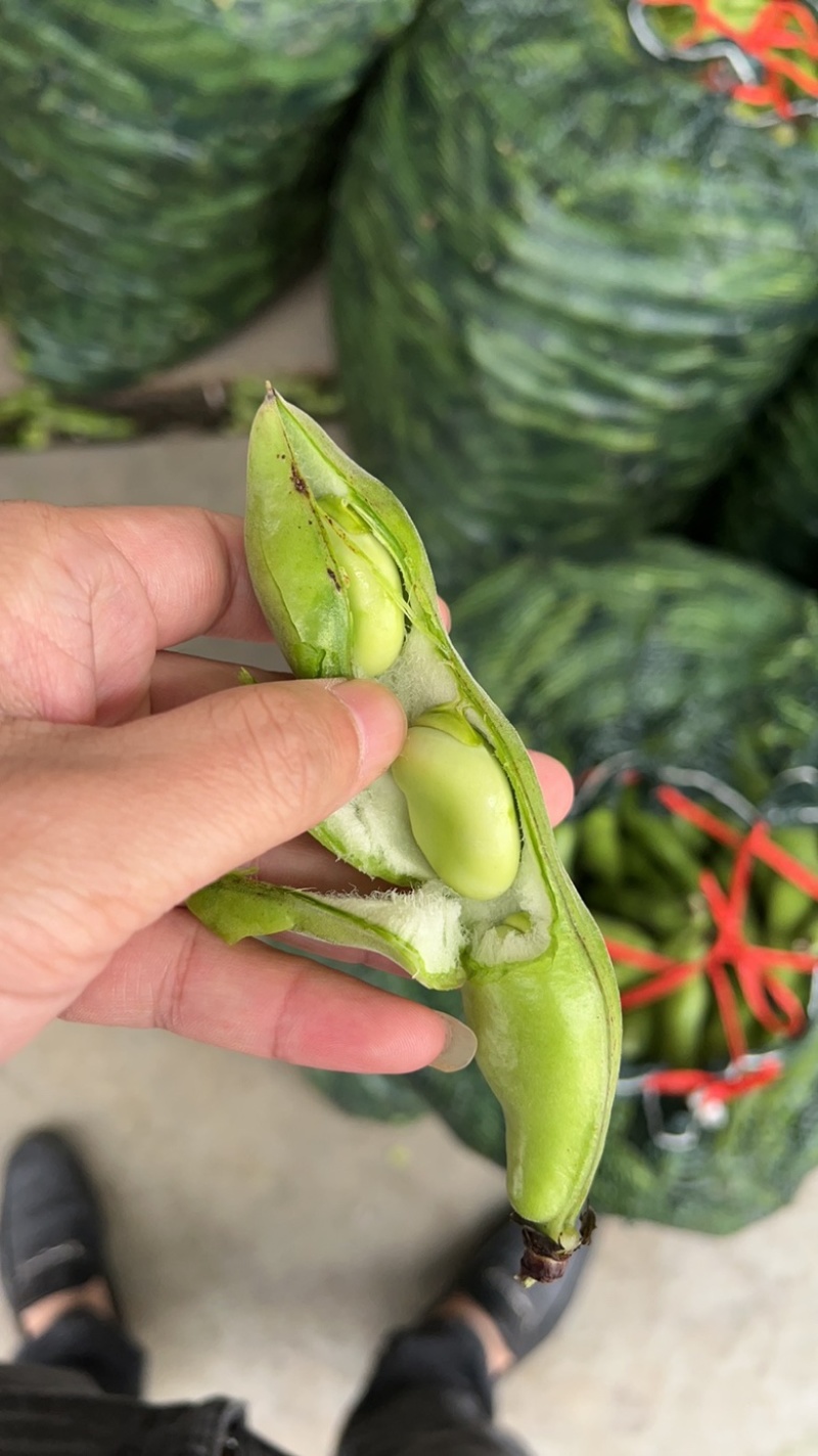 台州蚕豆