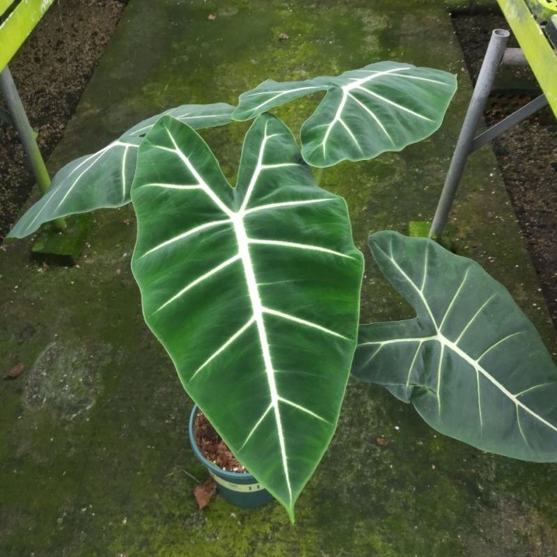 绿天鹅海芋天鹅绒竹芋稀有特级进口室内阳台庭院热植入门绿植