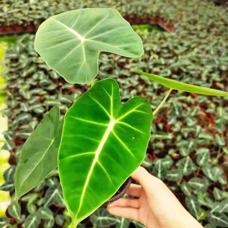 绿天鹅海芋天鹅绒竹芋稀有特级进口室内阳台庭院热植入门绿植