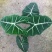 绿天鹅海芋天鹅绒竹芋稀有特级进口室内阳台庭院热植入门绿植