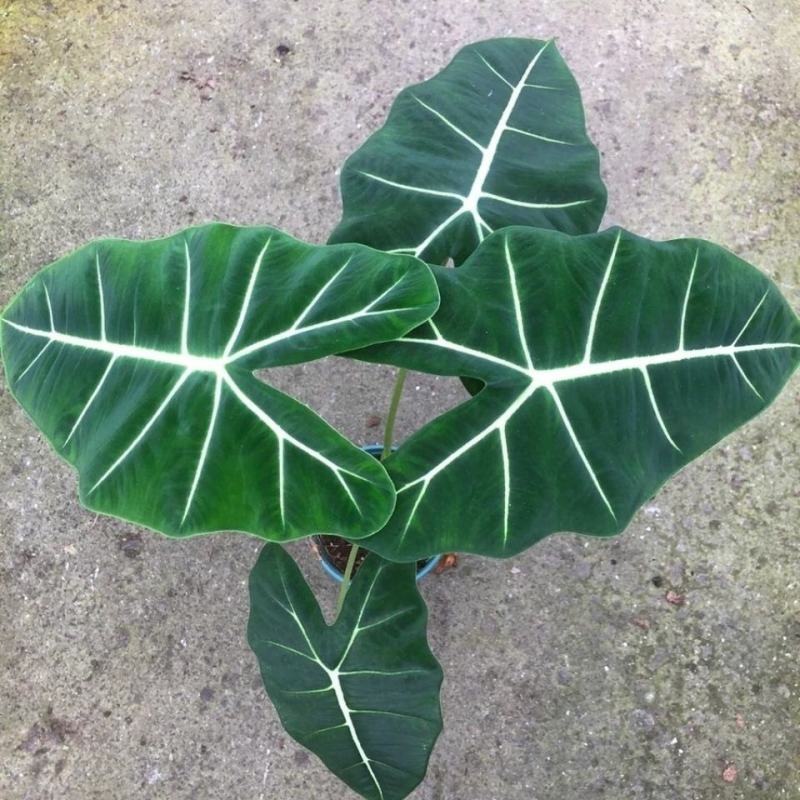 绿天鹅海芋天鹅绒竹芋稀有特级进口室内阳台庭院热植入门绿植