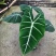 绿天鹅海芋天鹅绒竹芋稀有特级进口室内阳台庭院热植入门绿植