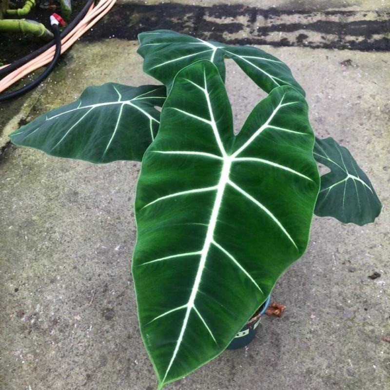 绿天鹅海芋天鹅绒竹芋稀有特级进口室内阳台庭院热植入门绿植