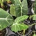 绿天鹅海芋天鹅绒竹芋稀有特级进口室内阳台庭院热植入门绿植