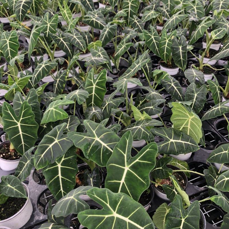 绿天鹅海芋天鹅绒竹芋稀有特级进口室内阳台庭院热植入门绿植