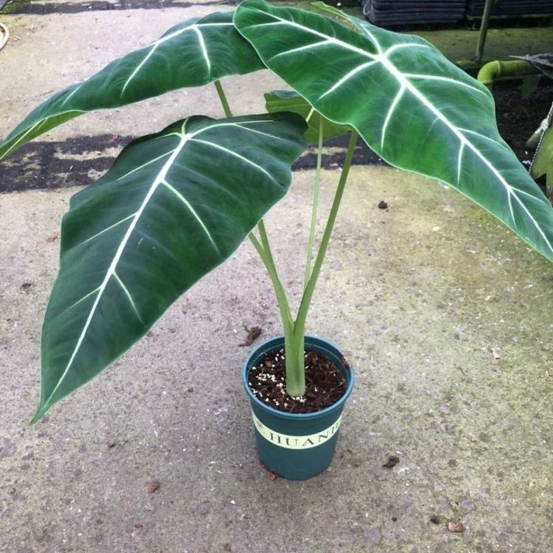 绿天鹅海芋天鹅绒竹芋稀有特级进口室内阳台庭院热植入门绿植