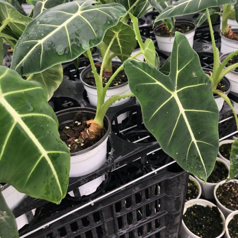 绿天鹅海芋天鹅绒竹芋稀有特级进口室内阳台庭院热植入门绿植