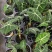 绿天鹅海芋天鹅绒竹芋稀有特级进口室内阳台庭院热植入门绿植