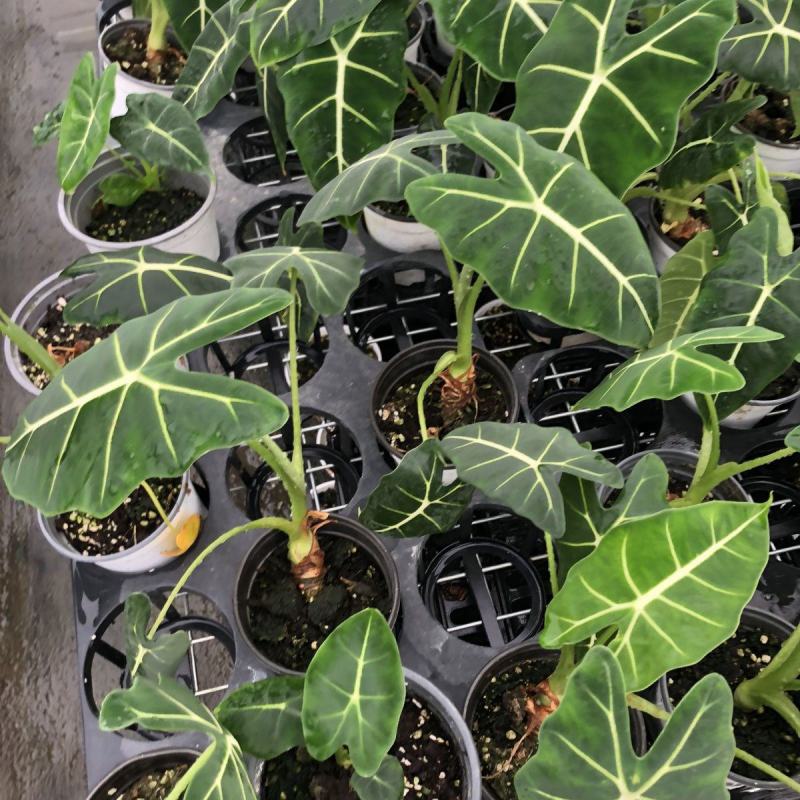 绿天鹅海芋天鹅绒竹芋稀有特级进口室内阳台庭院热植入门绿植