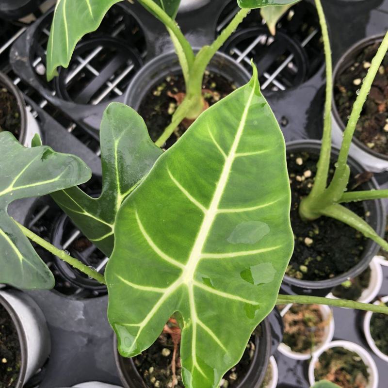 绿天鹅海芋天鹅绒竹芋稀有特级进口室内阳台庭院热植入门绿植