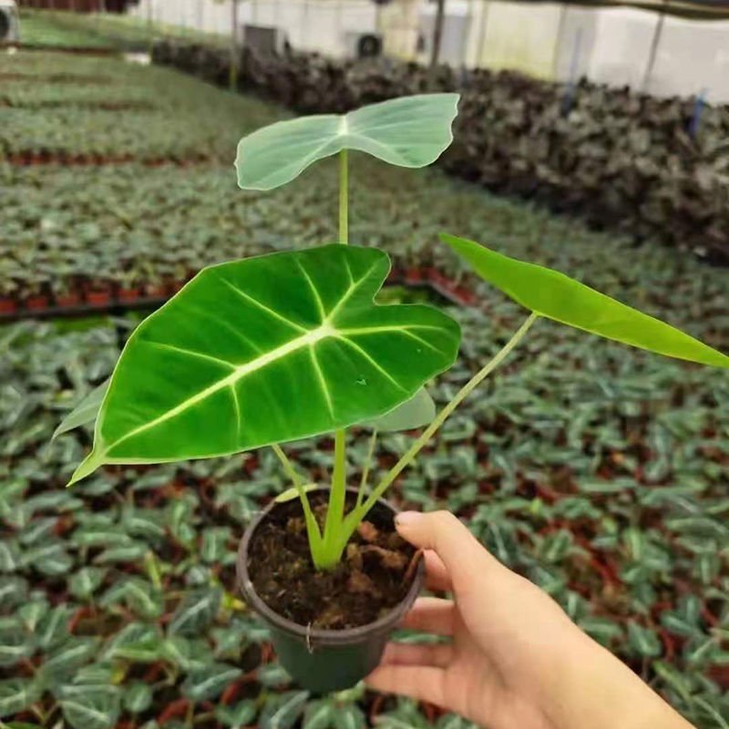 绿天鹅海芋天鹅绒竹芋稀有特级进口室内阳台庭院热植入门绿植