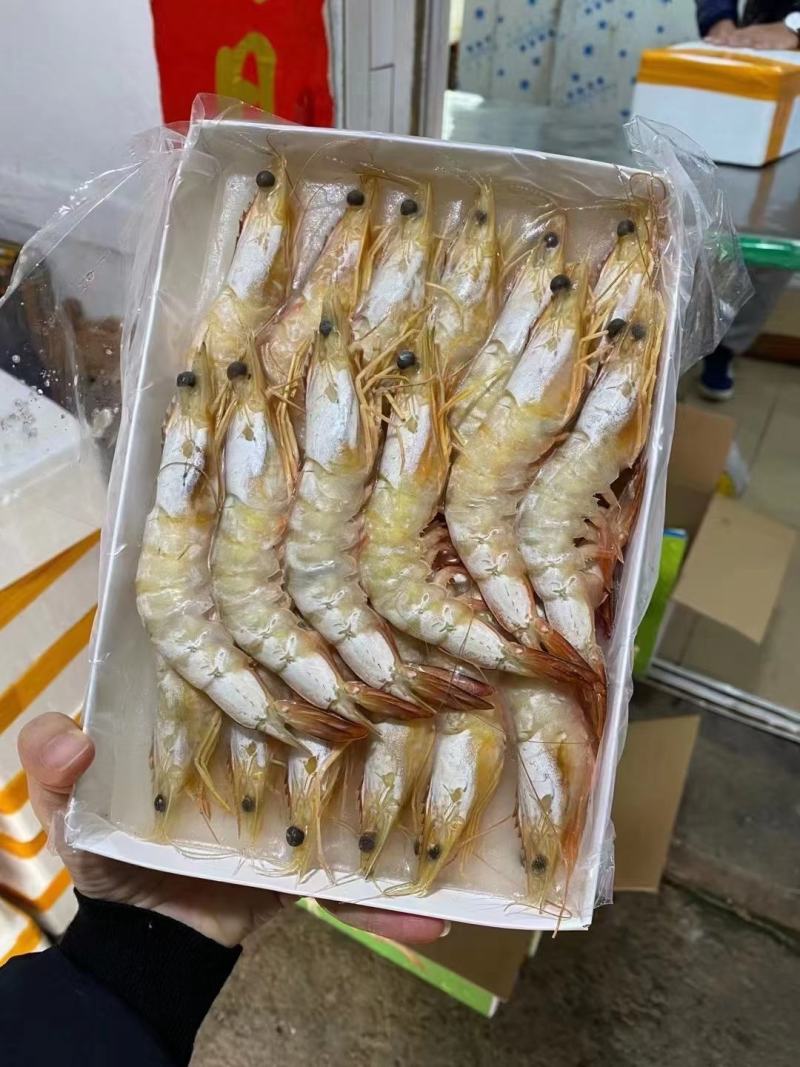 【推荐】广西北部湾天然明虾产地直发品质保证，诚信经营