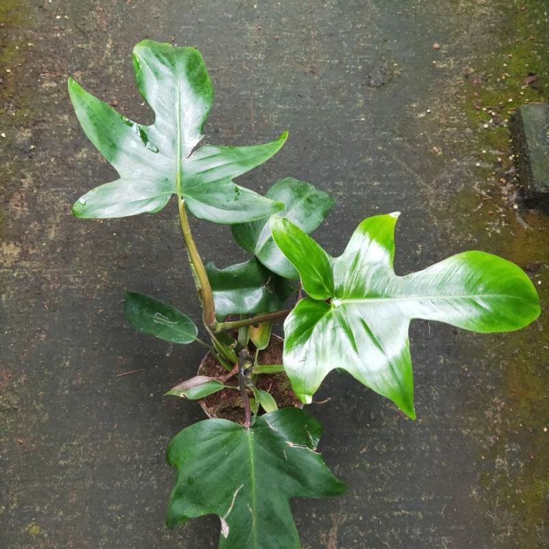 飞机蔓绿绒佛罗里达盆栽室内多年生绿植可爬藤攀附常绿