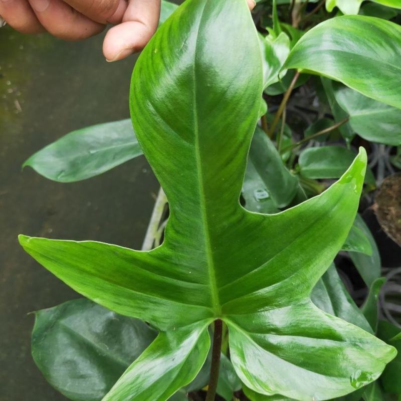 飞机蔓绿绒佛罗里达盆栽室内多年生绿植可爬藤攀附常绿