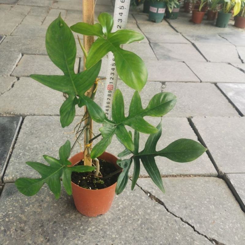 飞机蔓绿绒佛罗里达盆栽室内多年生绿植可爬藤攀附常绿