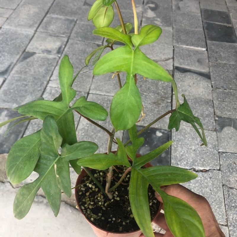 飞机蔓绿绒佛罗里达盆栽室内多年生绿植可爬藤攀附常绿