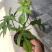 飞机蔓绿绒佛罗里达盆栽室内多年生绿植可爬藤攀附常绿