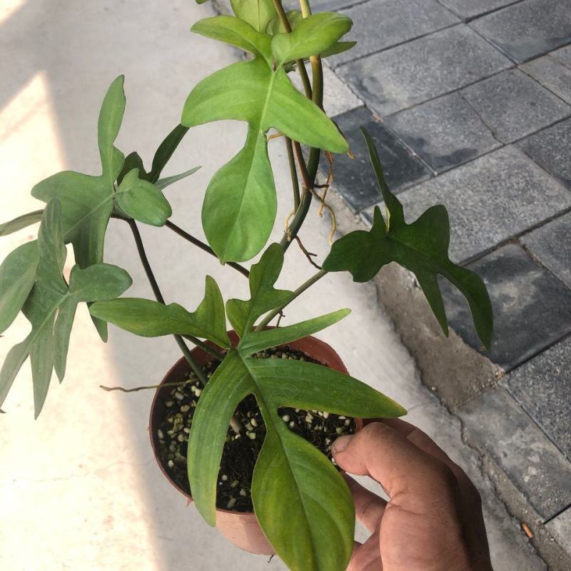 飞机蔓绿绒佛罗里达盆栽室内多年生绿植可爬藤攀附常绿