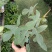 飞机蔓绿绒佛罗里达盆栽室内多年生绿植可爬藤攀附常绿