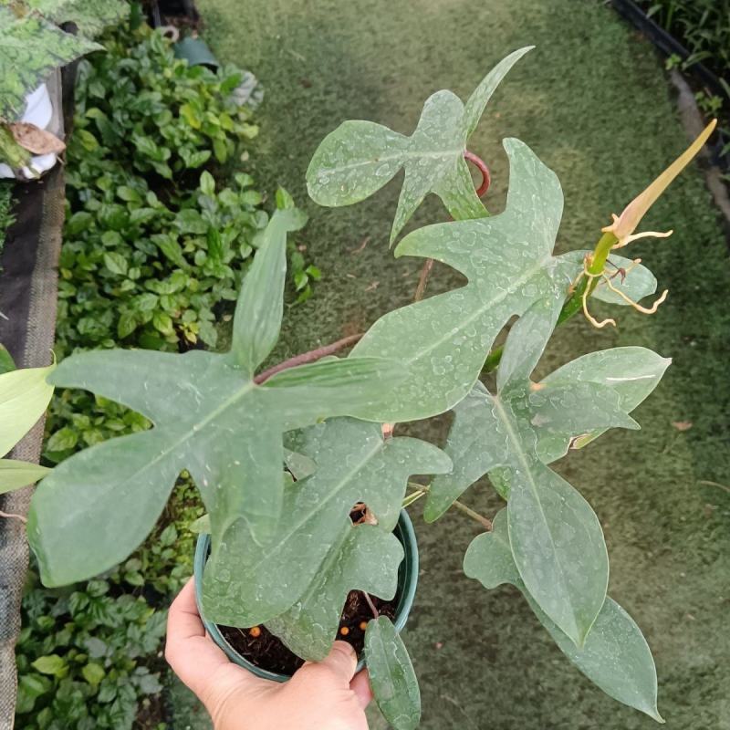 飞机蔓绿绒佛罗里达盆栽室内多年生绿植可爬藤攀附常绿