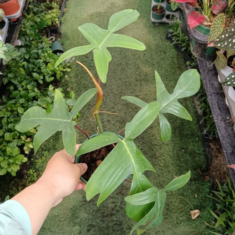 飞机蔓绿绒佛罗里达盆栽室内多年生绿植可爬藤攀附常绿