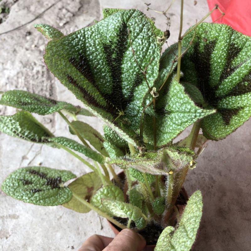 精品超大帝王海棠网红稀有铁十字铁甲秋海棠观叶室内绿植盆栽
