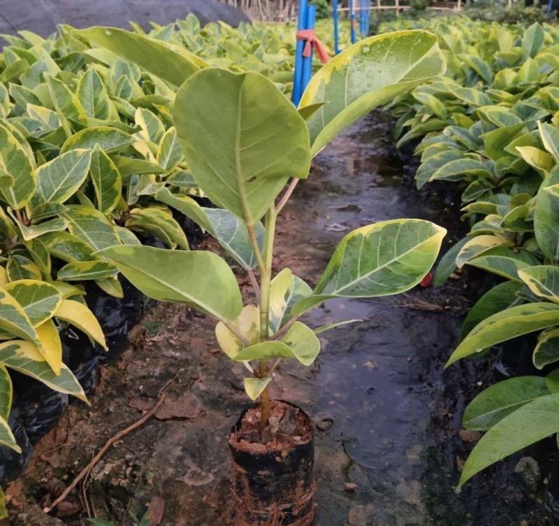 花叶富贵榕树高山榕黄金榕盆栽流金榕室内大型棒棒糖北欧植物