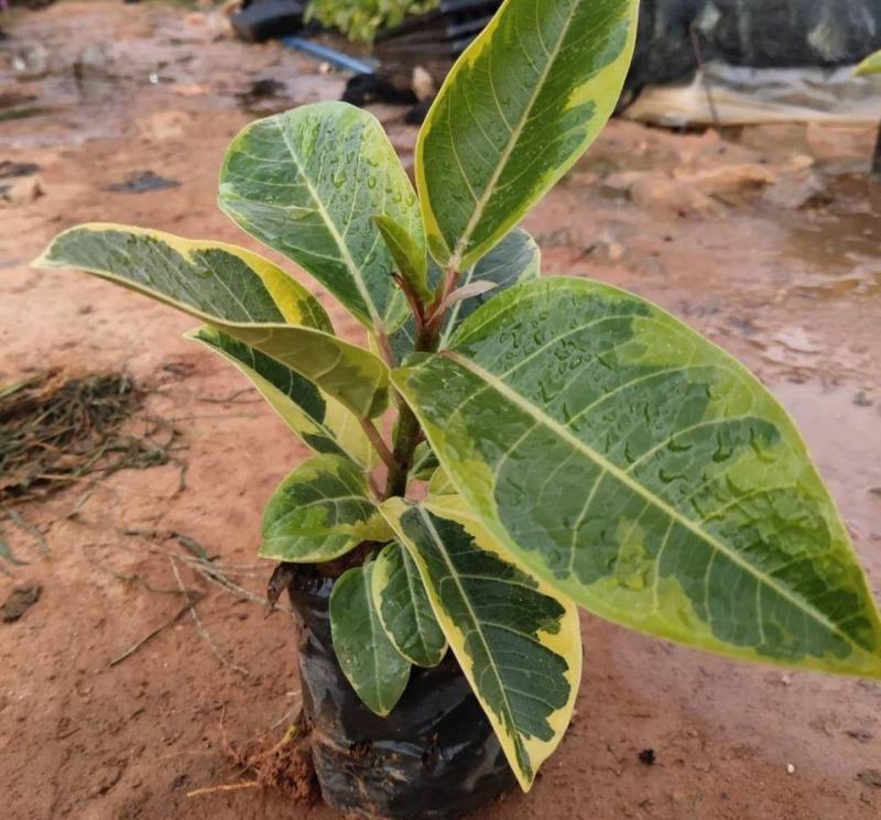 花叶富贵榕树高山榕黄金榕盆栽流金榕室内大型棒棒糖北欧植物