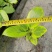 花叶富贵榕树高山榕黄金榕盆栽流金榕室内大型棒棒糖北欧植物