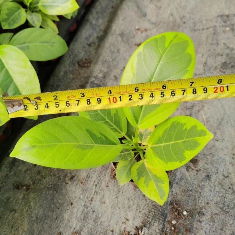 花叶富贵榕树高山榕黄金榕盆栽流金榕室内大型棒棒糖北欧植物