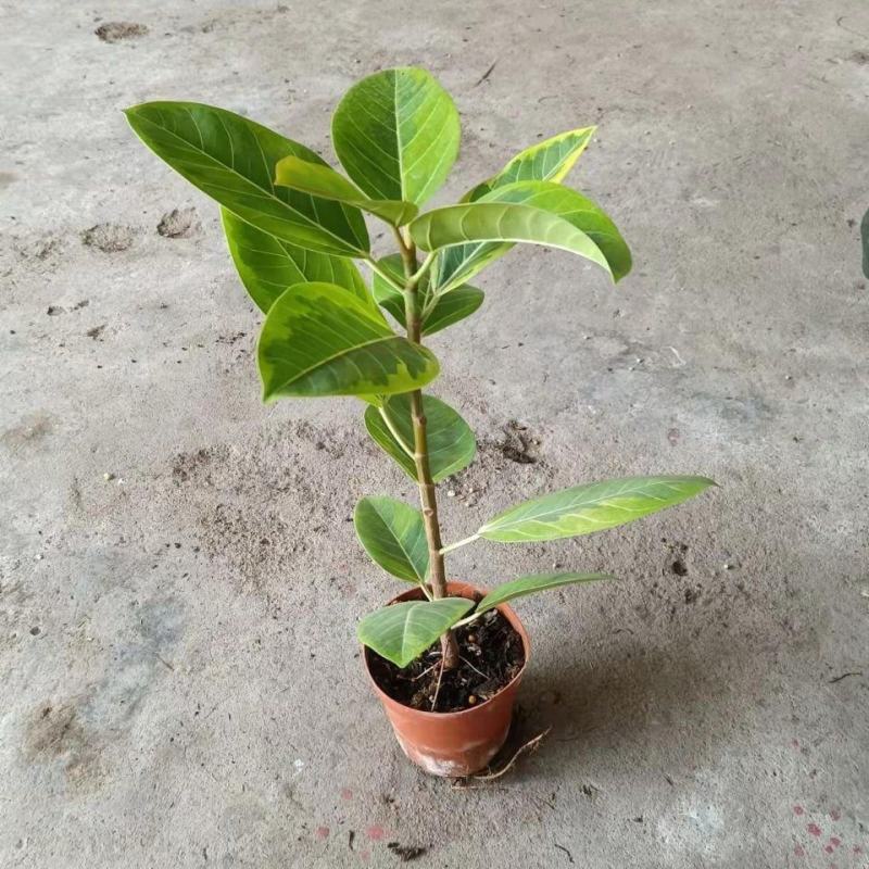 花叶富贵榕树高山榕黄金榕盆栽流金榕室内大型棒棒糖北欧植物