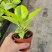 花叶富贵榕树高山榕黄金榕盆栽流金榕室内大型棒棒糖北欧植物