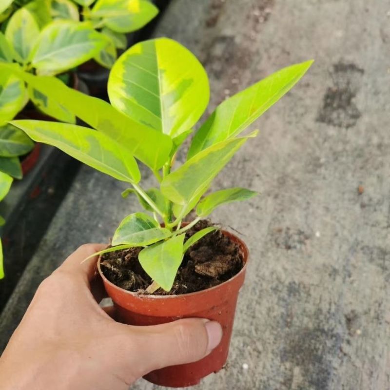 花叶富贵榕树高山榕黄金榕盆栽流金榕室内大型棒棒糖北欧植物