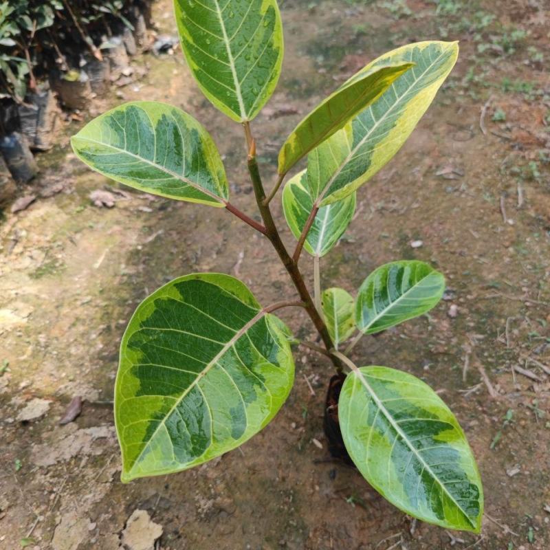 花叶富贵榕树高山榕黄金榕盆栽流金榕室内大型棒棒糖北欧植物