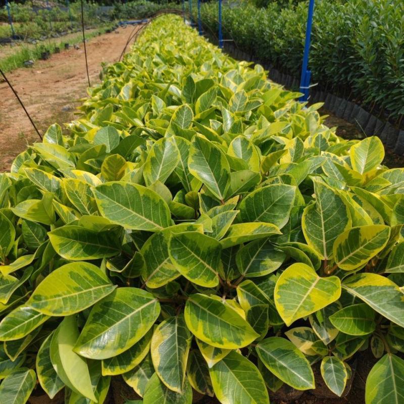 花叶富贵榕树高山榕黄金榕盆栽流金榕室内大型棒棒糖北欧植物