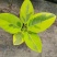 花叶富贵榕树高山榕黄金榕盆栽流金榕室内大型棒棒糖北欧植物