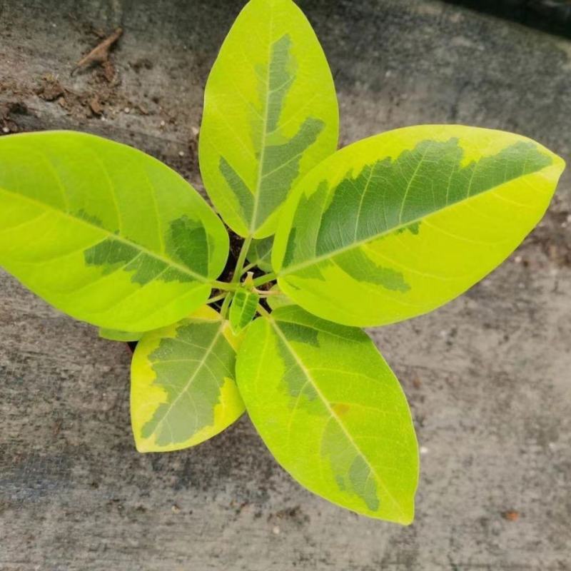 花叶富贵榕树高山榕黄金榕盆栽流金榕室内大型棒棒糖北欧植物