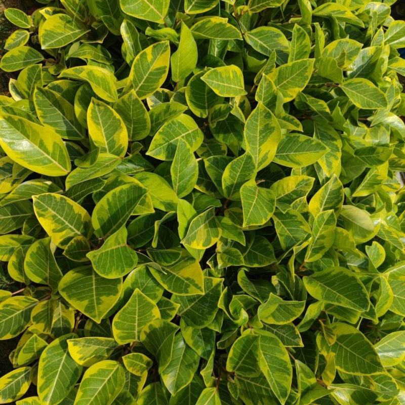 花叶富贵榕树高山榕黄金榕盆栽流金榕室内大型棒棒糖北欧植物