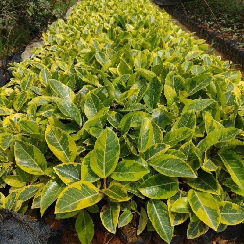 花叶富贵榕树高山榕黄金榕盆栽流金榕室内大型棒棒糖北欧植物