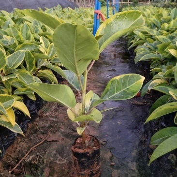 花叶富贵榕树高山榕黄金榕盆栽流金榕室内大型棒棒糖北欧植物