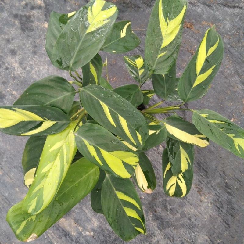 金梦竹芋盆栽植物美观室内桌面防辐射黄金马赛克绿植净化空气