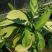 金梦竹芋盆栽植物美观室内桌面防辐射黄金马赛克绿植净化空气